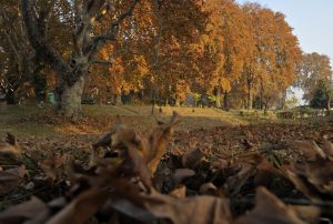 Fallen maple tree leaves are pictured d