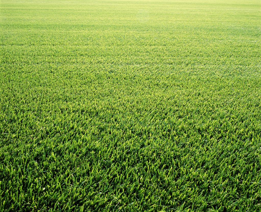 Lawn