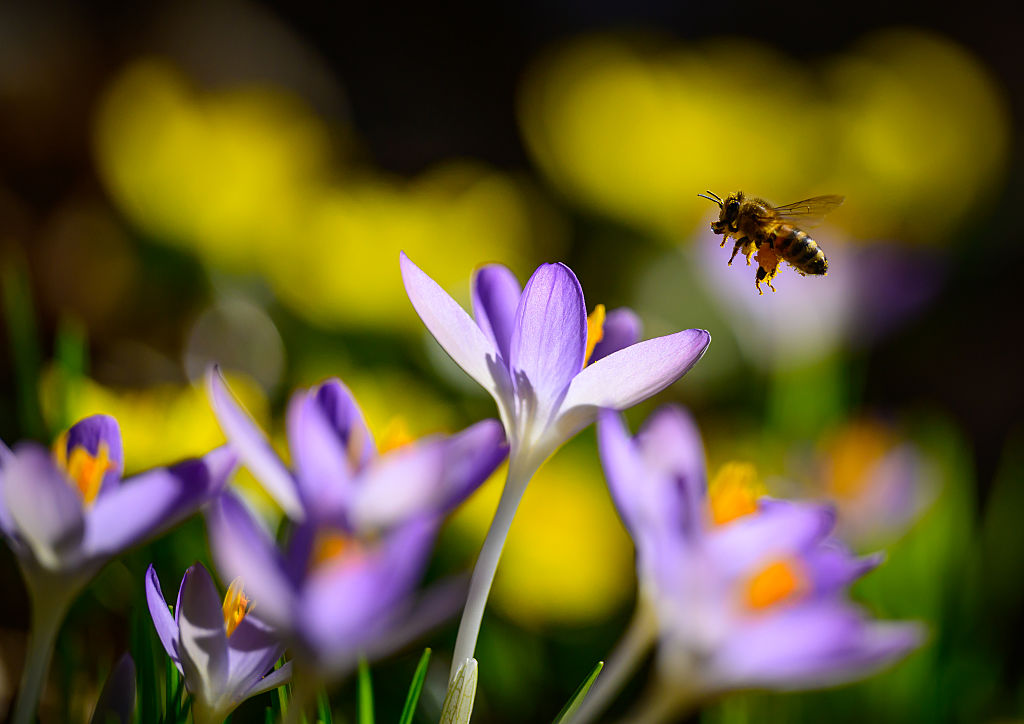 Spring is on its way