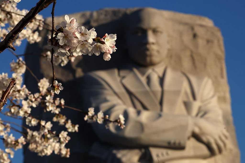 D.C.'s Cherry Blossoms Near Peak Bloom