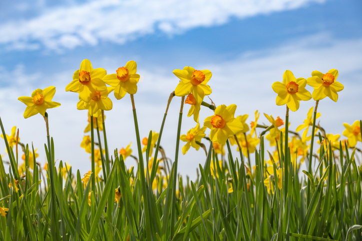 yellow dutch daffodil flowers close up with blue sky background
